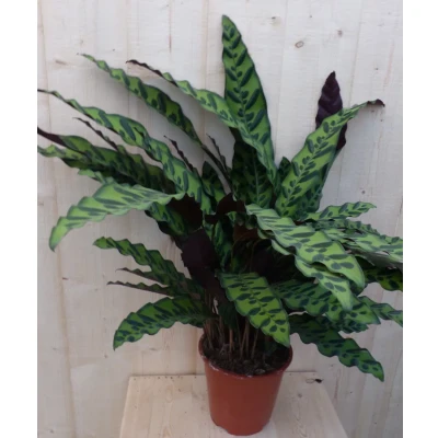 Afbeelding van Calathea Insigne Pauwenplant Stippen 60cm Warentuin Natuurlijk