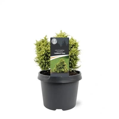 Afbeelding van Cryptomeria jap. Twinkle Toes 15 20 cm Conifeer Warentuin Natuurlijk
