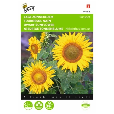 Afbeelding van Helianthus Annuus Sunspot Enkelbl. Laag Geel Buzzy