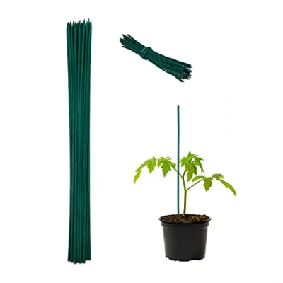 Afbeelding van Relaxdays bamboestokken set van 50 groene plantenstokken 60 cm tomatensteun binnen