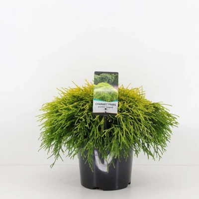 Afbeelding van Chamaecyparis pis sungold 30 cm Warentuin Natuurlijk