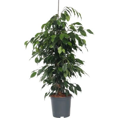Afbeelding van Ficus benjamina &#039;Danielle&#039; Kamerplant Pot 21cm Hoogte 100 110cm Danielle P21