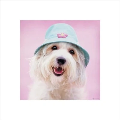 Afbeelding van Pyramid Poster Rachael Hale Cindy 40 X Cm Multicolor