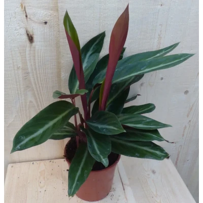 Afbeelding van Calathea Trio Star Pauwenplant smal blad met wit 30 cm Warentuin Natuurlijk