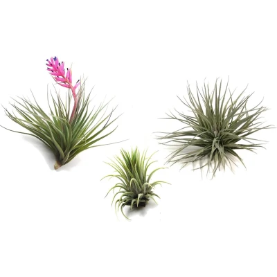 Afbeelding van Tillandsia Mix van 3 Luchtplantjes Makkelijke verzorging Hoogte 5 15cm x3