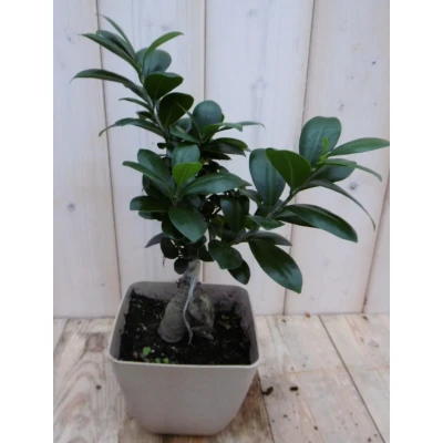 Afbeelding van Kamerplant Bonsai Ficus Microcarpa 30 cm Warentuin Natuurlijk
