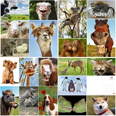 Afbeelding van EDITION COLIBRI 20 grappige ansichtkaarten met en coole dieren (20 ansichtkaarten) voor verzamelaars postcrossing