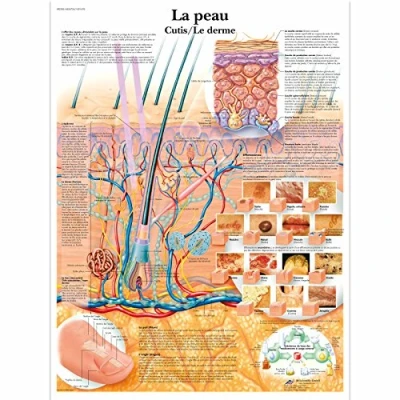 Afbeelding van 3B Scientific Anatomisch model: huid / duur