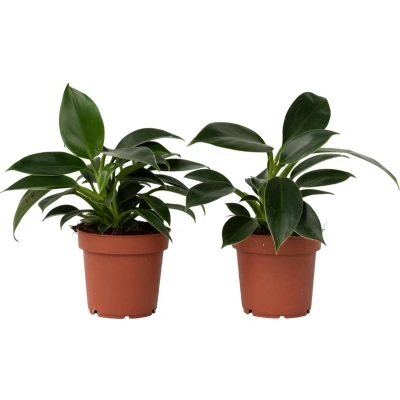 Afbeelding van Philodendron &#039;Green Princess&#039; Set van 2 Pot 12cm Hoogte 20 30cm Phil. Green Princess P12 x2