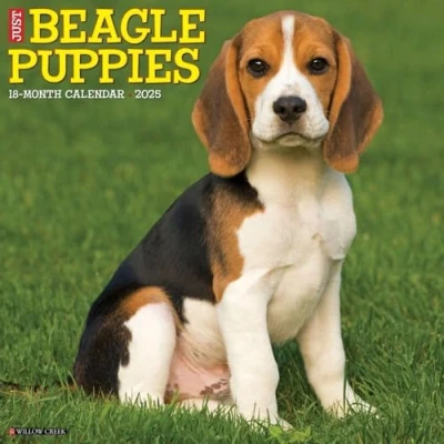 Afbeelding van Just Beagle Puppies 2025 12 X Wall Calendar