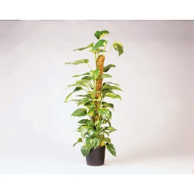 Afbeelding van Kokosplantstok Nature 120 centimeter (Ø 42 mm)
