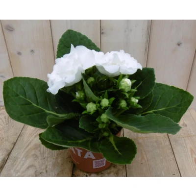 Afbeelding van Kamerplant Gloxinia wit Warentuin natuurlijk