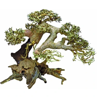 Afbeelding van Bonsai boom Large