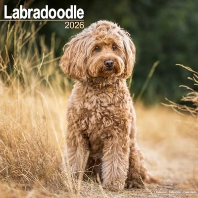 Afbeelding van Labradoodle Kalender 2026