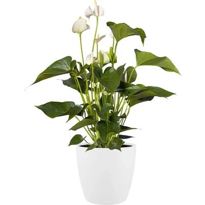 Afbeelding van Bloempot Brussels rond 30 cm wit elho