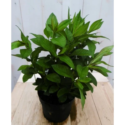 Afbeelding van Vlambloem Philox wit 60 cm Warentuin natuurlijk