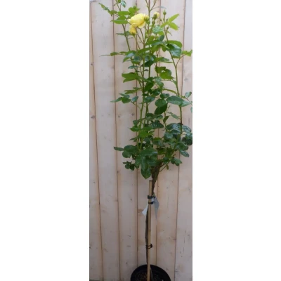 Afbeelding van Stamroos 100 cm geel Warentuin natuurlijk