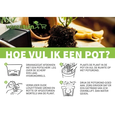Afbeelding van 3 stuks! Lavendel wit Warentuin natuurlijk