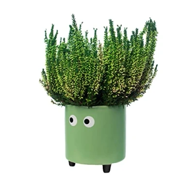 Afbeelding van Bloempot Met Ogen Groen