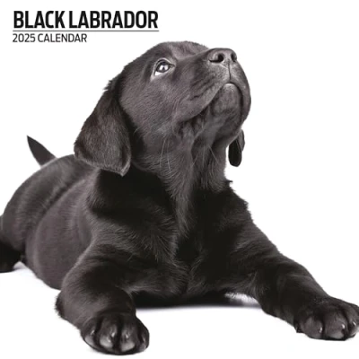 Afbeelding van Labrador Retriever Zwart Kalender 2025 Modern