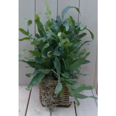 Afbeelding van Blauwvaren Phlebodium in mandje 30 cm Warentuin Natuurlijk