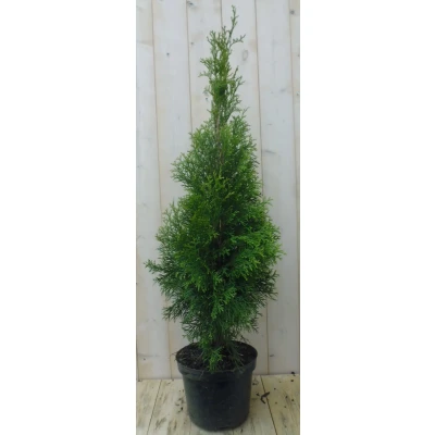 Afbeelding van Conifeer Thuja Smaragd 110 cm