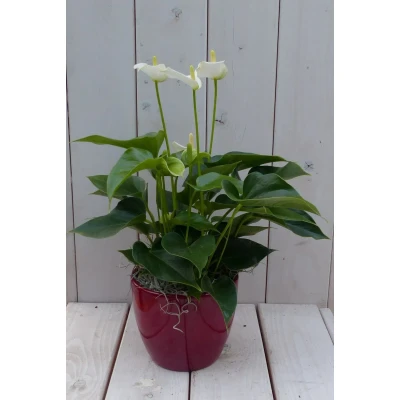 Afbeelding van Flamingoplant Anthurium wit in rode pot 40 cm Warentuin Natuurlijk