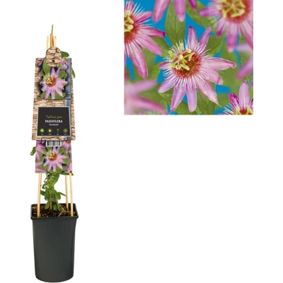 Afbeelding van Klimplant Passiflora Anastasia (passiebloem)