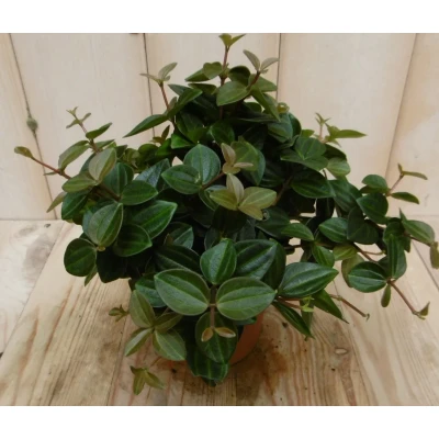 Afbeelding van 2 stuks! Peperomia angulata donker groen Warentuin Natuurlijk