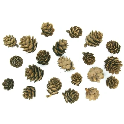 Afbeelding van Decoratieve natuur mini dennenappels ca. 30 stuks