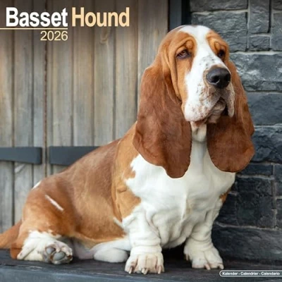 Afbeelding van Basset Hounds Kalender 2025 2026