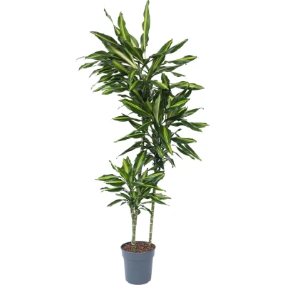 Afbeelding van Dracaena fragrans Cintho Drakenboom Pot 24cm Hoogte 140 150cm P24