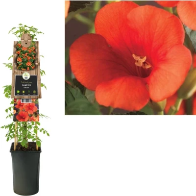 Afbeelding van Klimplant Campsis radicans (trompetbloem)