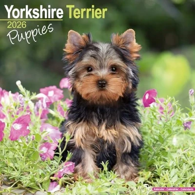 Afbeelding van Yorkshire Terrier Puppies Calendar 2026 Square Dog Puppy Breed Wall 16 Month