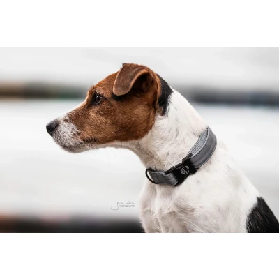 Image de Kentucky Collier Reflective Gris L