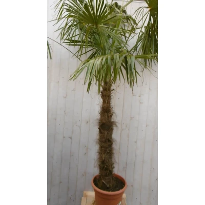 Afbeelding van Winterharde Palmboom stamhoogte 150 cm en hoogte 300 Warentuin Natuurlijk