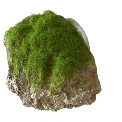 Afbeelding van Aqua Della Aquariumdecoratie Vissen Moss Stone With Suction Cup S 12x9,5x10,5cm 1st