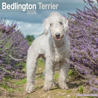Afbeelding van Bedlington Terrier Calendar 2026 Square Dog Breed Wall 16 Month