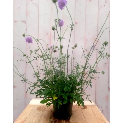 Afbeelding van IJzerhard Verbena blauw Warentuin natuurlijk