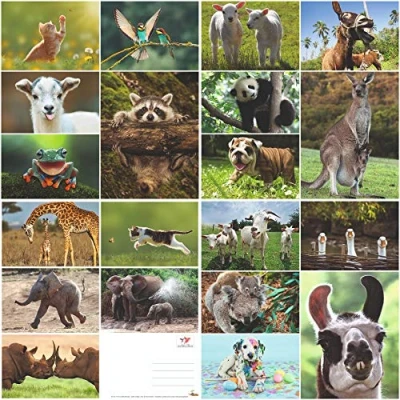 Afbeelding van Edition Colibri 20 grappige ansichtkaarten met en schattige dieren (20 zichtkaarten) voor kinderen, verzamelaars postcrossing.