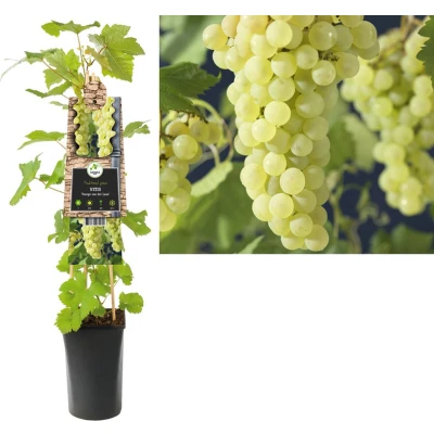 Afbeelding van Klimplant Vitis Vroege van der Laan (druif)