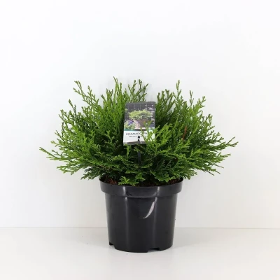 Afbeelding van Chamaecyparis obtusa pygmaea 30 cm Warentuin natuurlijk