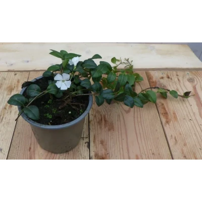 Afbeelding van Vinca Minor Maagdenpalm wit Warentuin Natuurlijk
