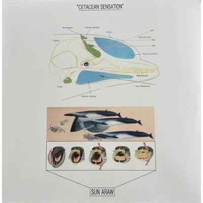 Afbeelding van Sun Araw Cetacean Sensation (LP)