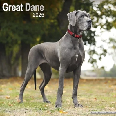 Afbeelding van Duitse Dog Kalender 2025 (euro)