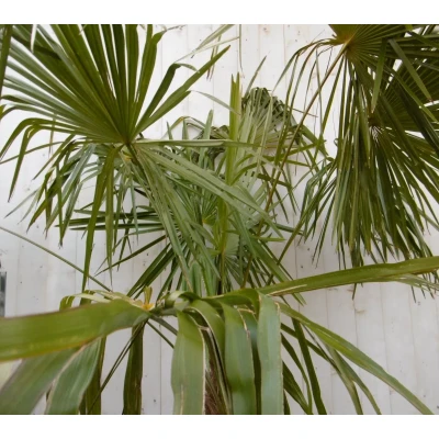 Afbeelding van Winterharde Palmboom Trachycarpus Fortunei stamhoogte 100 cm en hoogte 225 Warentuin Natuurlijk