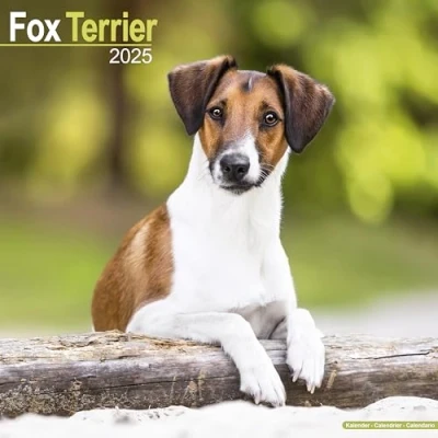 Afbeelding van Fox Terrier Kalender 2025