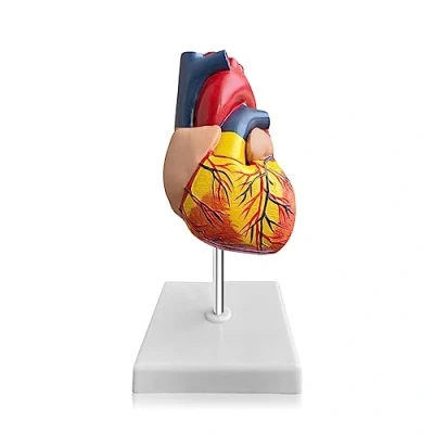 Afbeelding van Nizirioo menselijk hartmodel: 1:1 wetenschappelijk hartmodel voor anatomie, pvc hartmodel, 2 stuks levensgrote hartpatronen educatief gereedschap