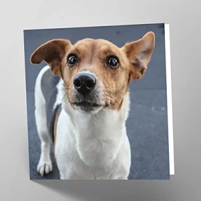 Afbeelding van Maturi Blanco wenskaart met hondenmotief, motief: Jack Russell