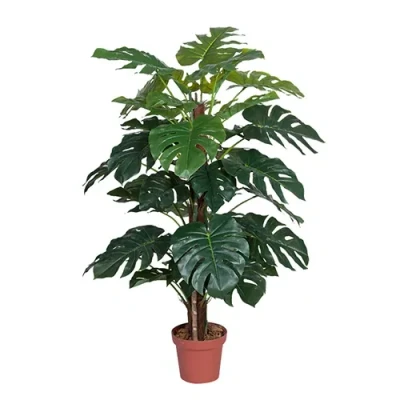 Afbeelding van Monstera 135 cm Buitengewoon de Boet
